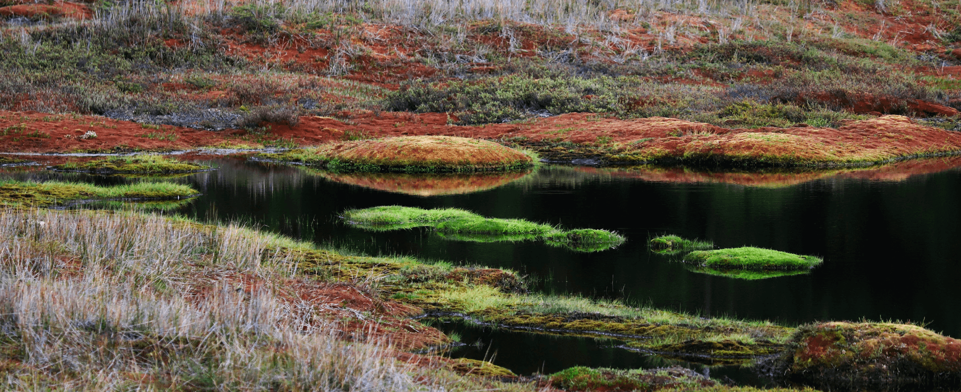 The Environmental Impact of Peat from the Production of Whisky